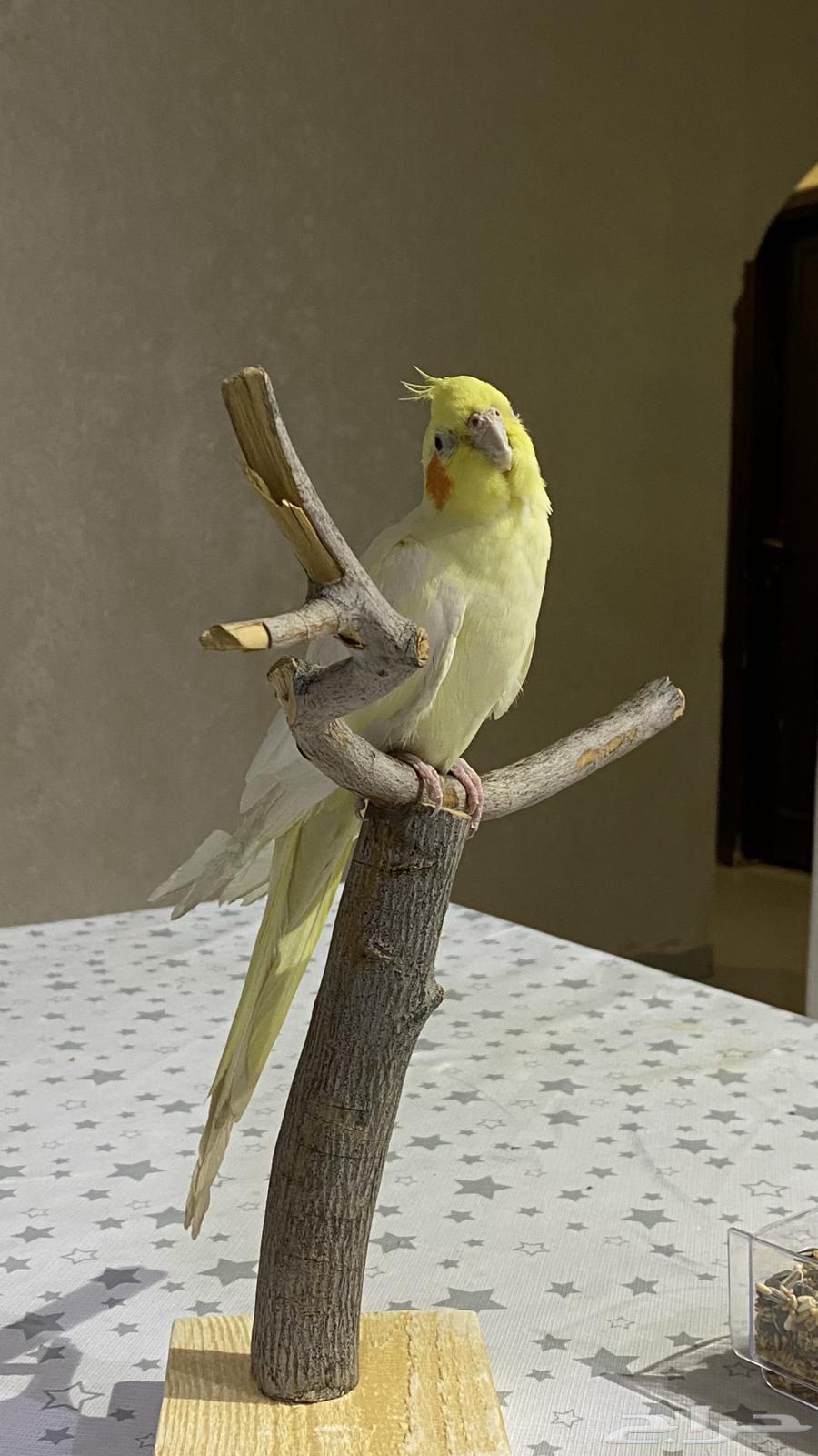 كروان لاتينو64505550308865111