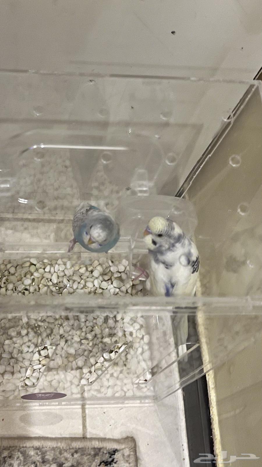 للبيع جوز طيور حب64506577298050114