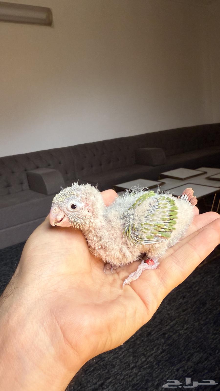 فروخ كنيور للبيع او للبدل المناسب64504283064833111