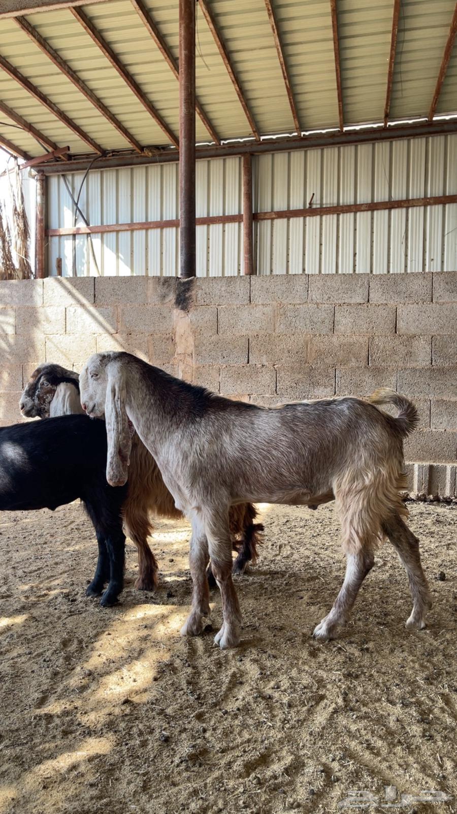 ذبايح تيوس مغلقه للبيع64418594259203113