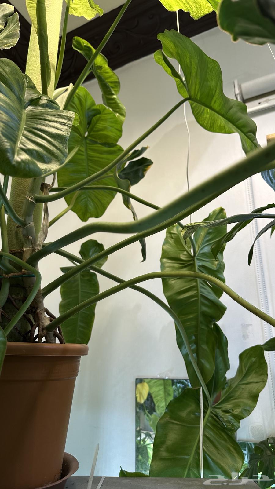 فيلودندرون بريسو  يردي من نوادر النباتات الداخلي64506535103617112