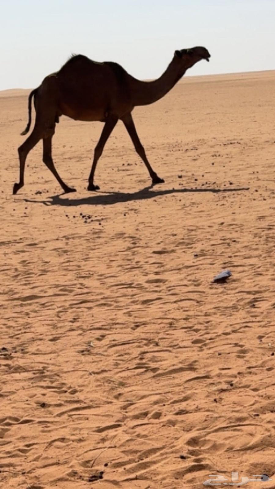 ضروبه للبيع64508312992897111