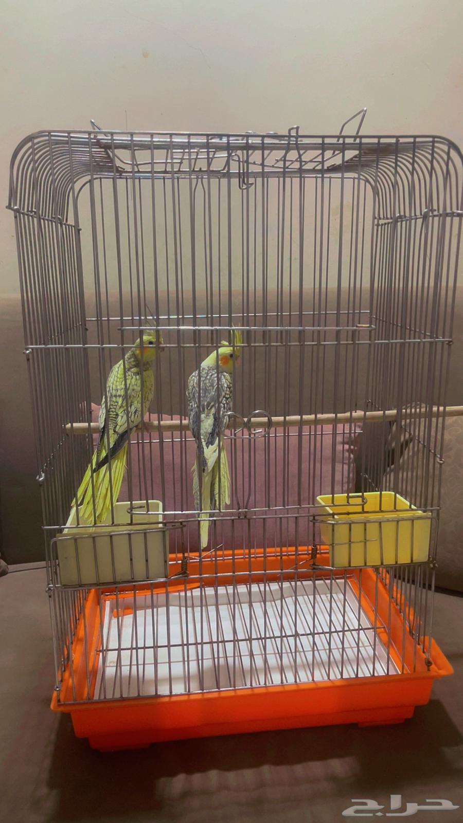 2 كروان أليف ومفطوم شامل القفص تم البيع64504064514563112