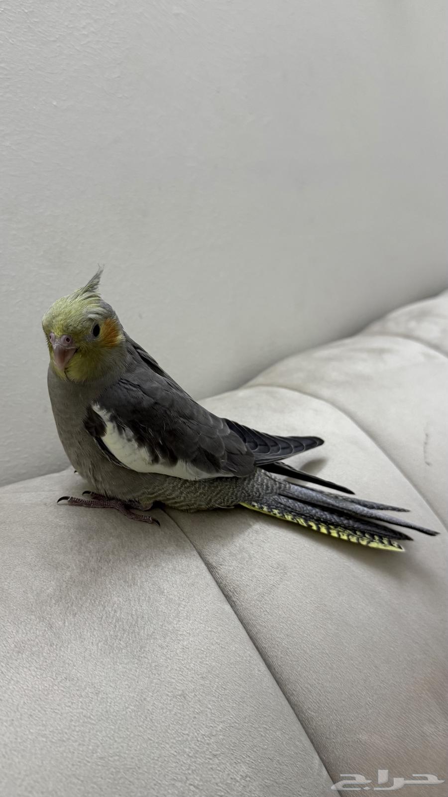 فروخ كروان ( تم البيع)64506746485761110