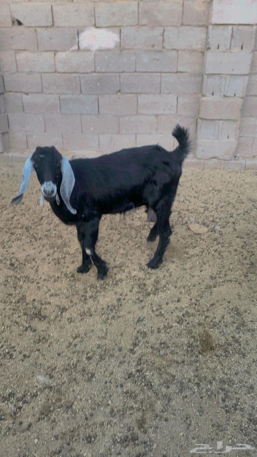 البيع عنز64507667807235110