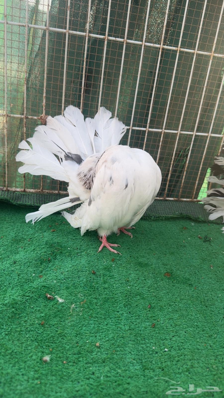 رقاص هولندي فناتيل64504517473794113