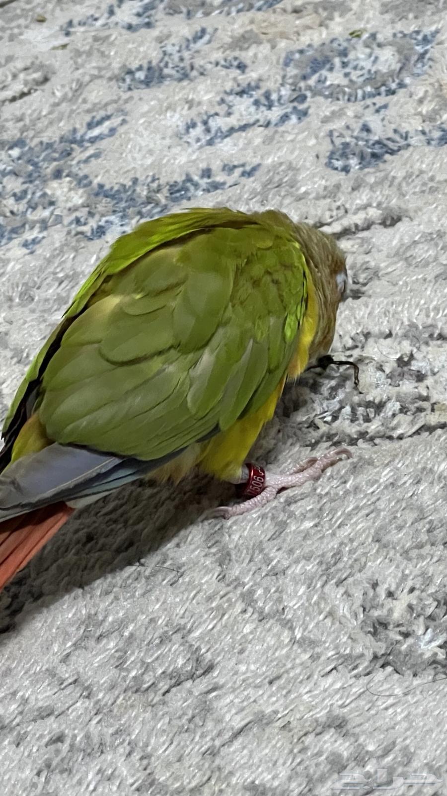 كنيور اليف جدا وهدد يحب صاحبه عمره 7 شهور64503241064707111