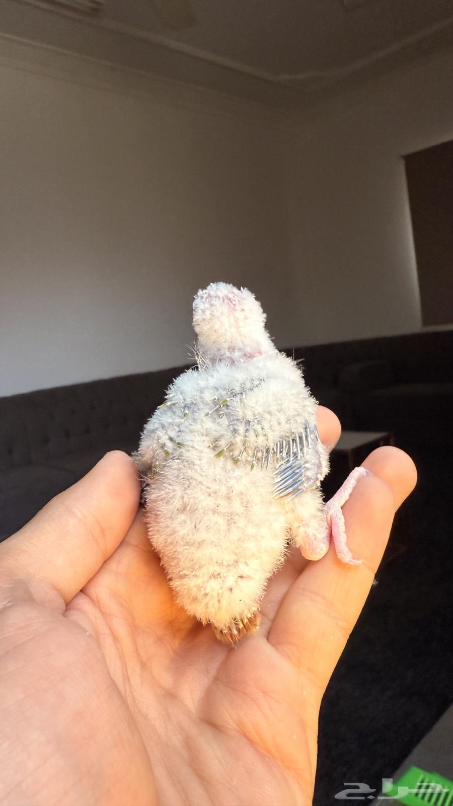 فروخ كنيور للبيع او للبدل المناسب64504283064833113