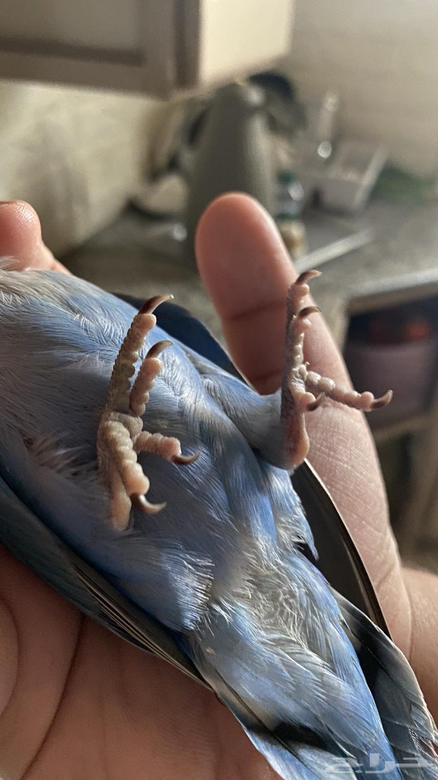 فرخ روز اليف هدد داخلي مزاجي64505875346435114