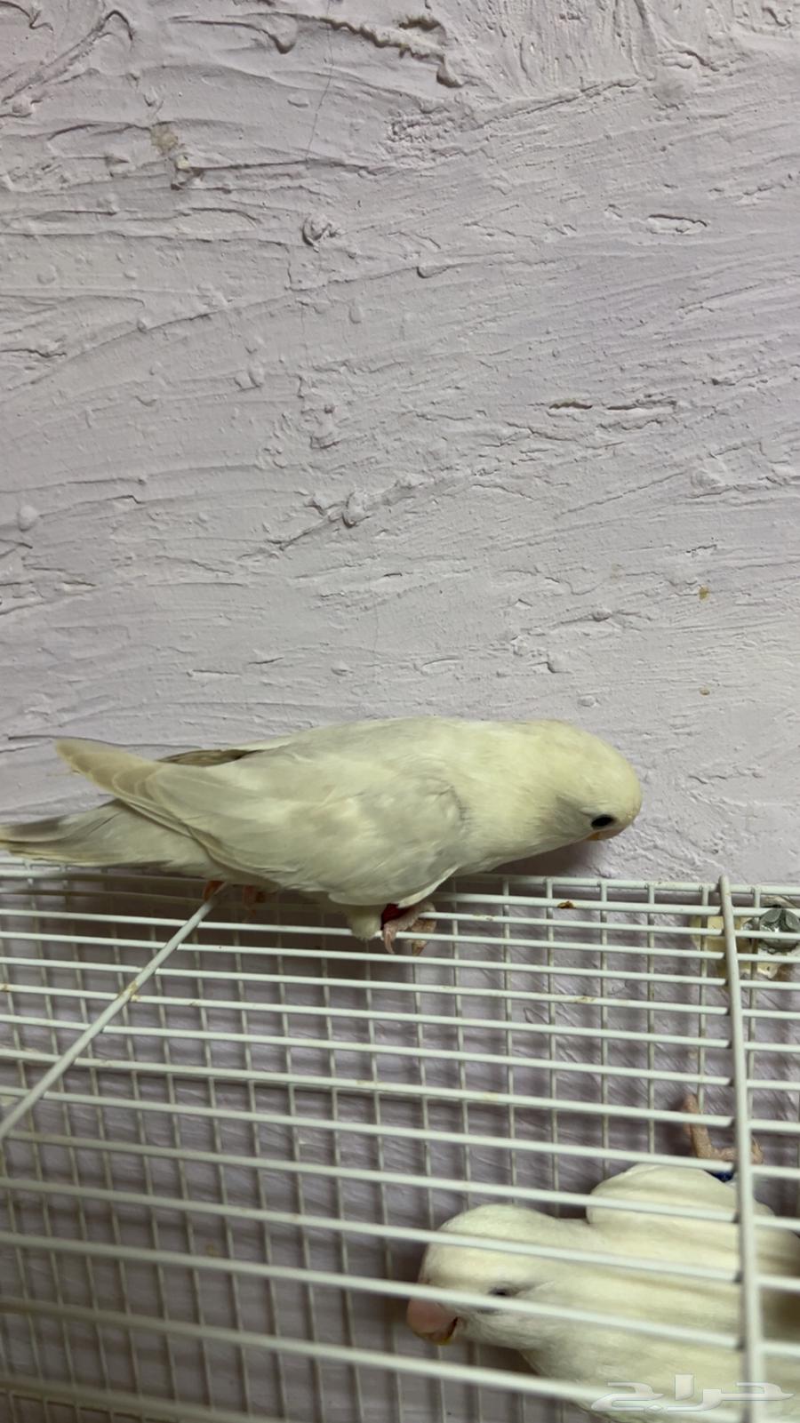 اجوز منتجه صحه ونضافه64508887791491112