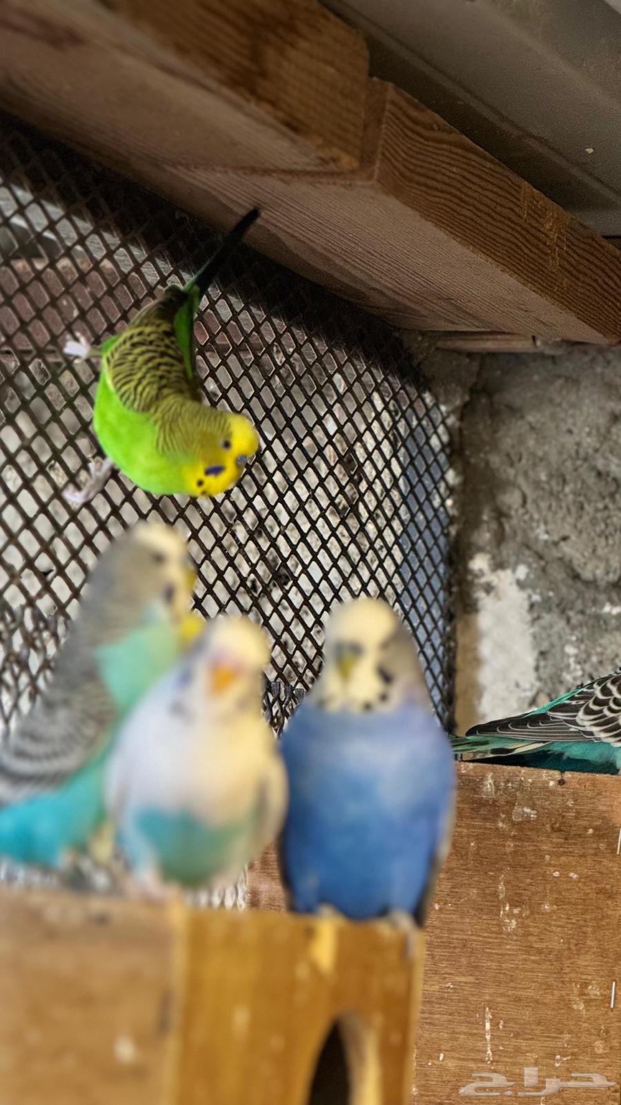 للبيع محمية طيور بادجي64507768113027114