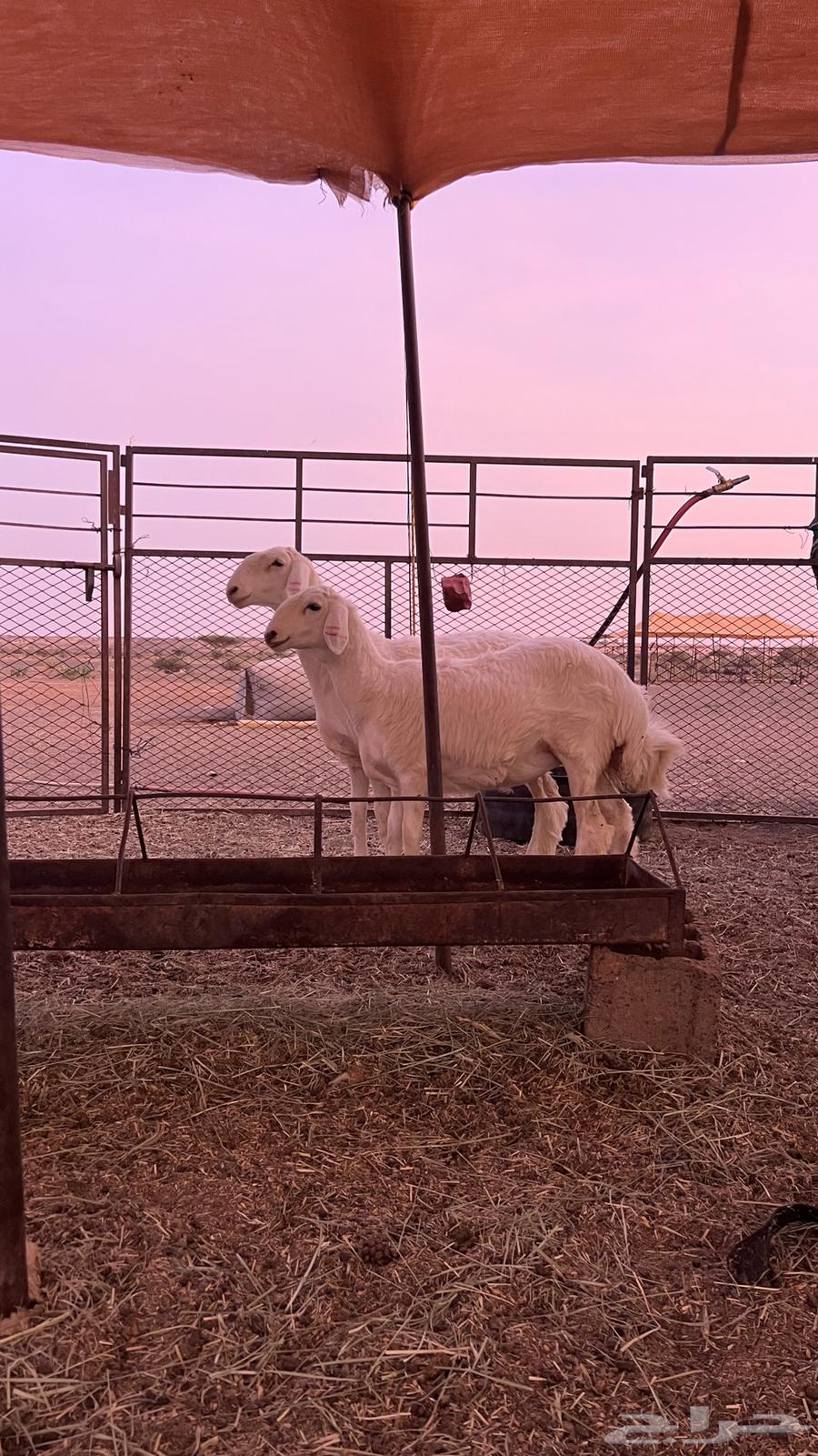 للبيع رخال حريات64515864158081110