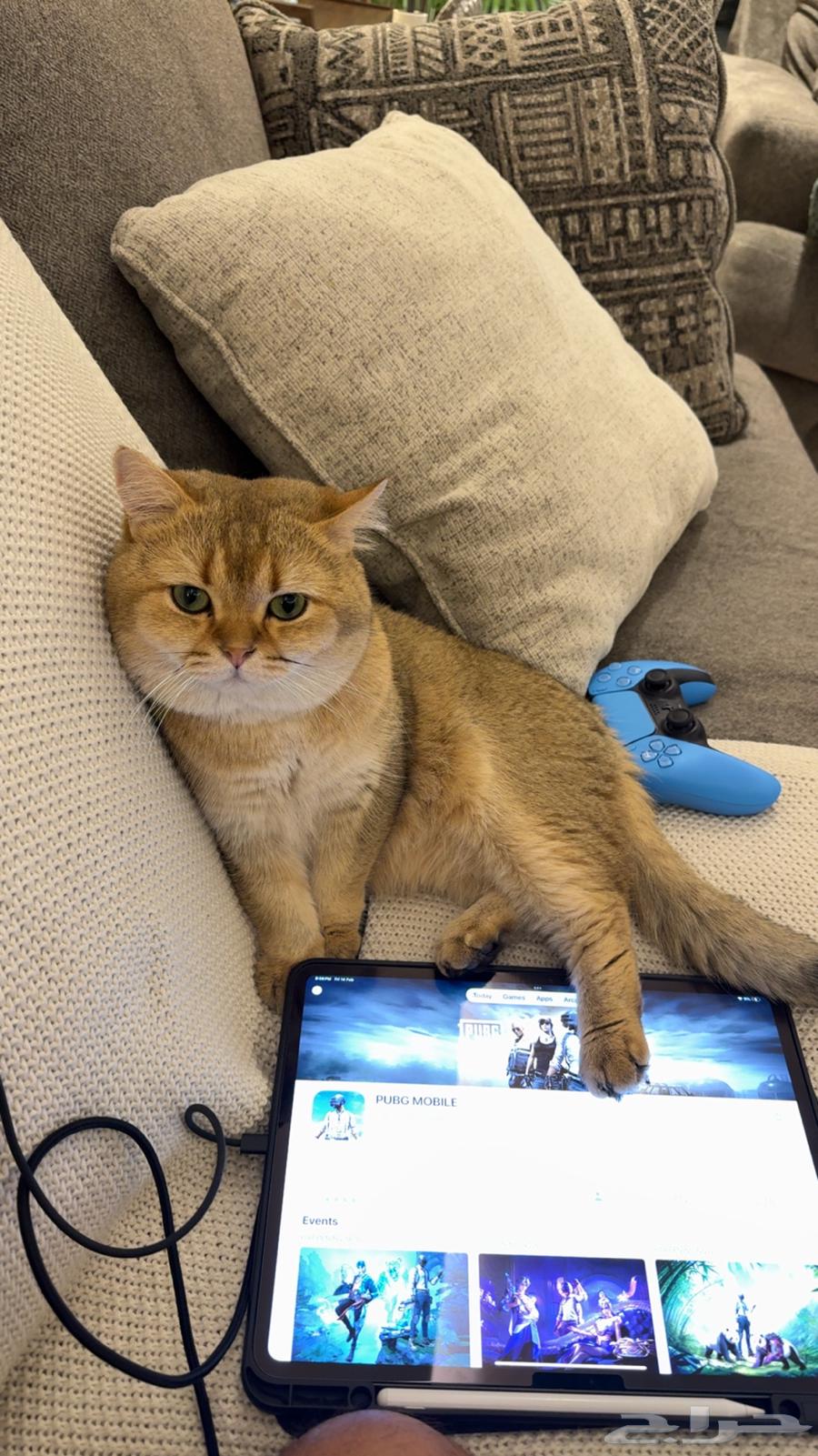 Scotch Cat for Breeding64507529243395113