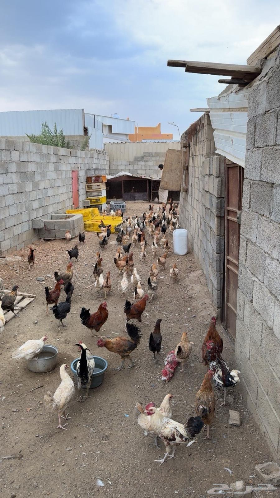 دجاج بلدي للبيع64510577382273113