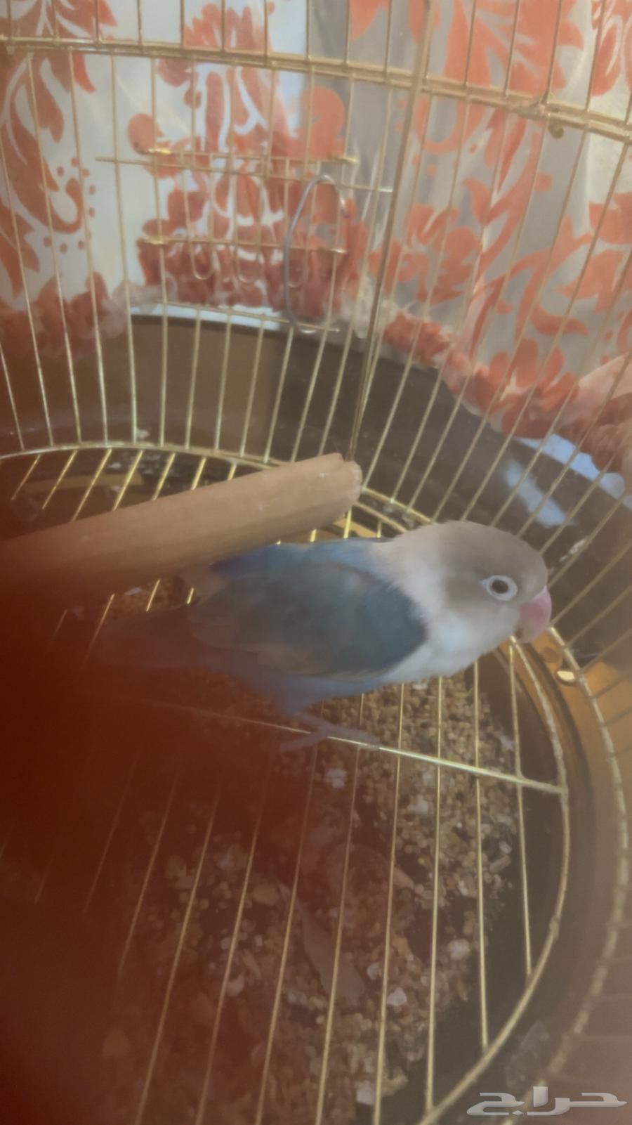 A bird for a nice day mention and nothing in it price 22564507557275521112