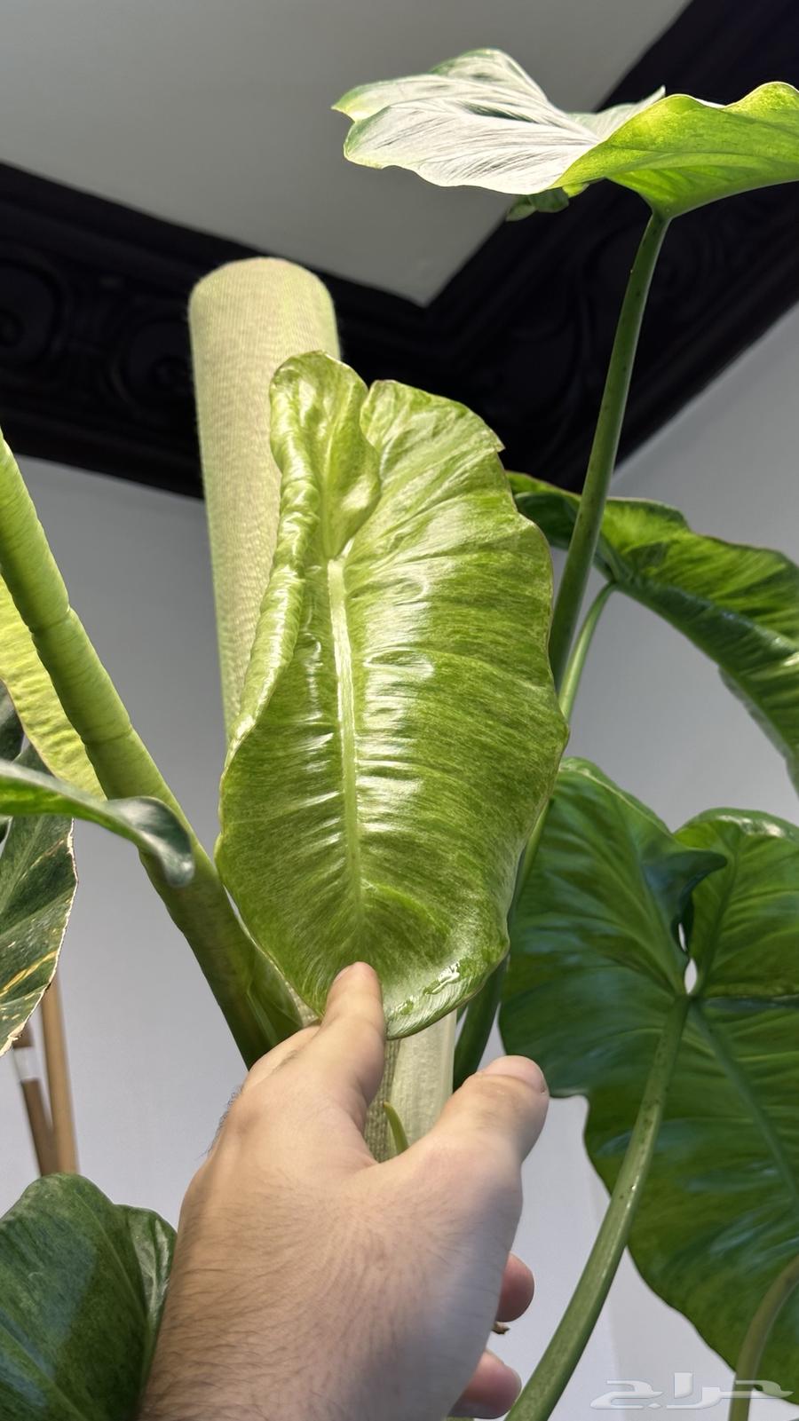 فيلودندرون بريسو  يردي من نوادر النباتات الداخلي64506535103617110