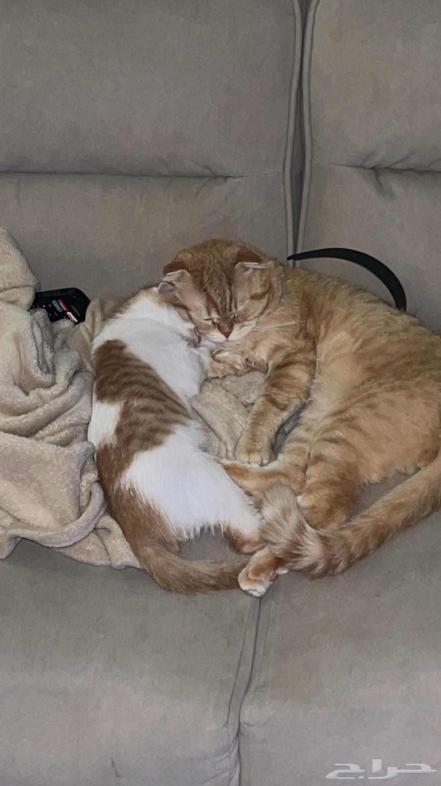 قط سكوتش فولد ذكر للبيع64504983904385111