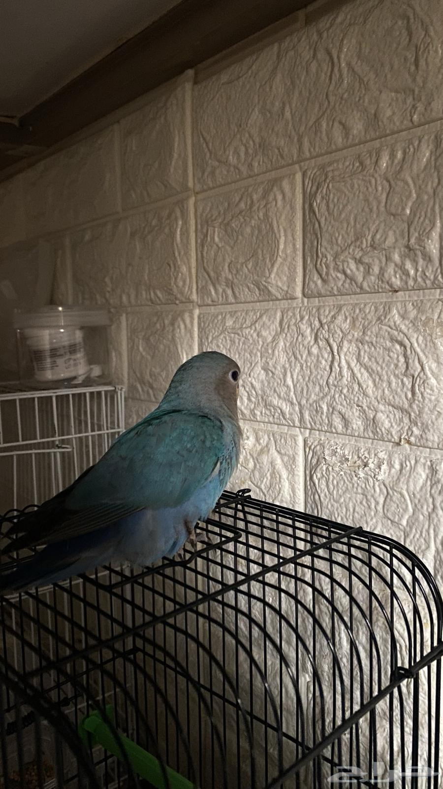 فرخ روز اليف هدد داخلي مزاجي64505875346435112