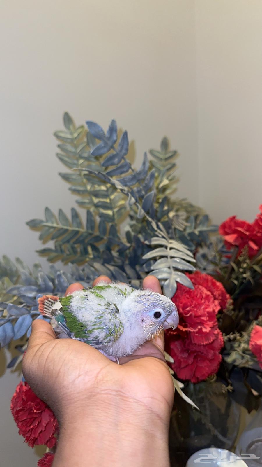 فرخ كنيور اناناس رد فاكتر تم بيع64506704043267110