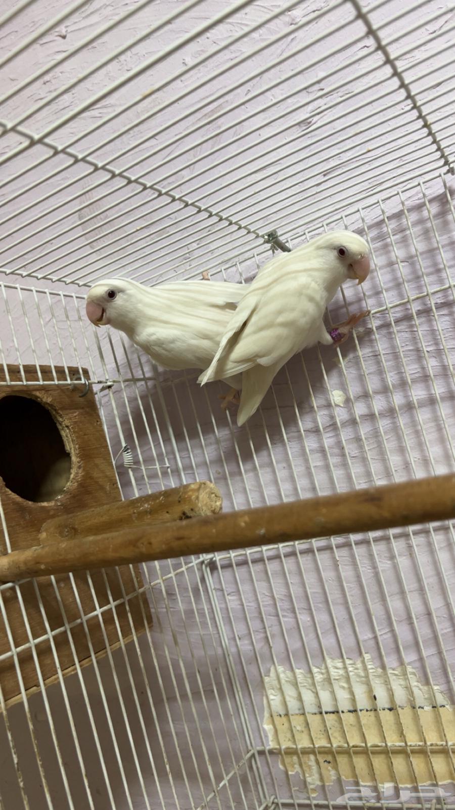 اجوز منتجه صحه ونضافه64508887791491114