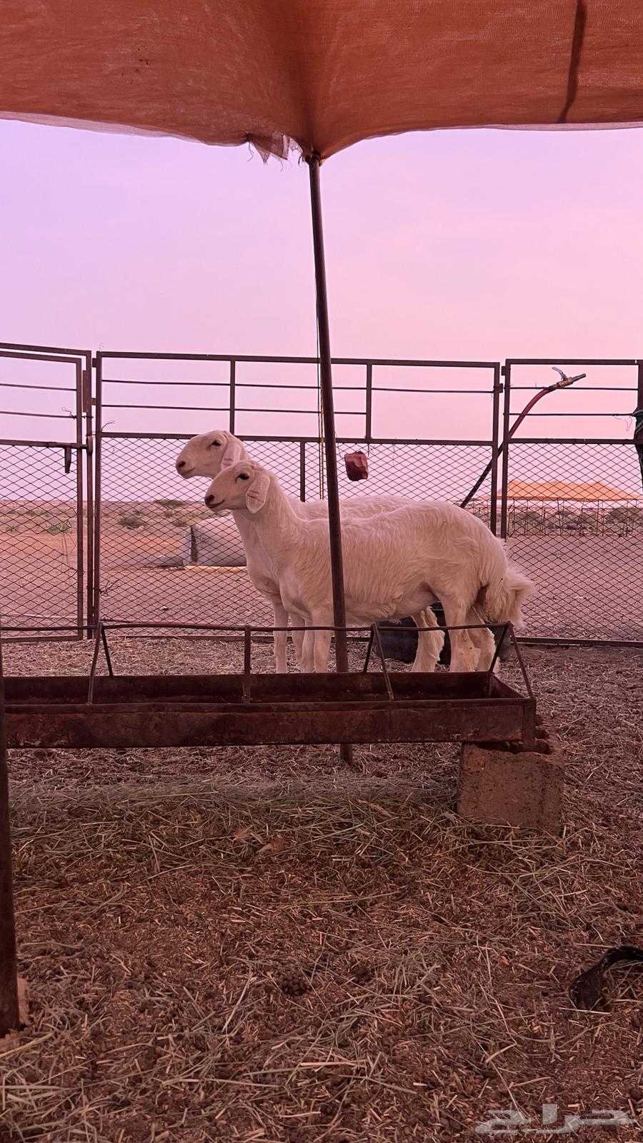 للبيع رخال حريات64515864158081112