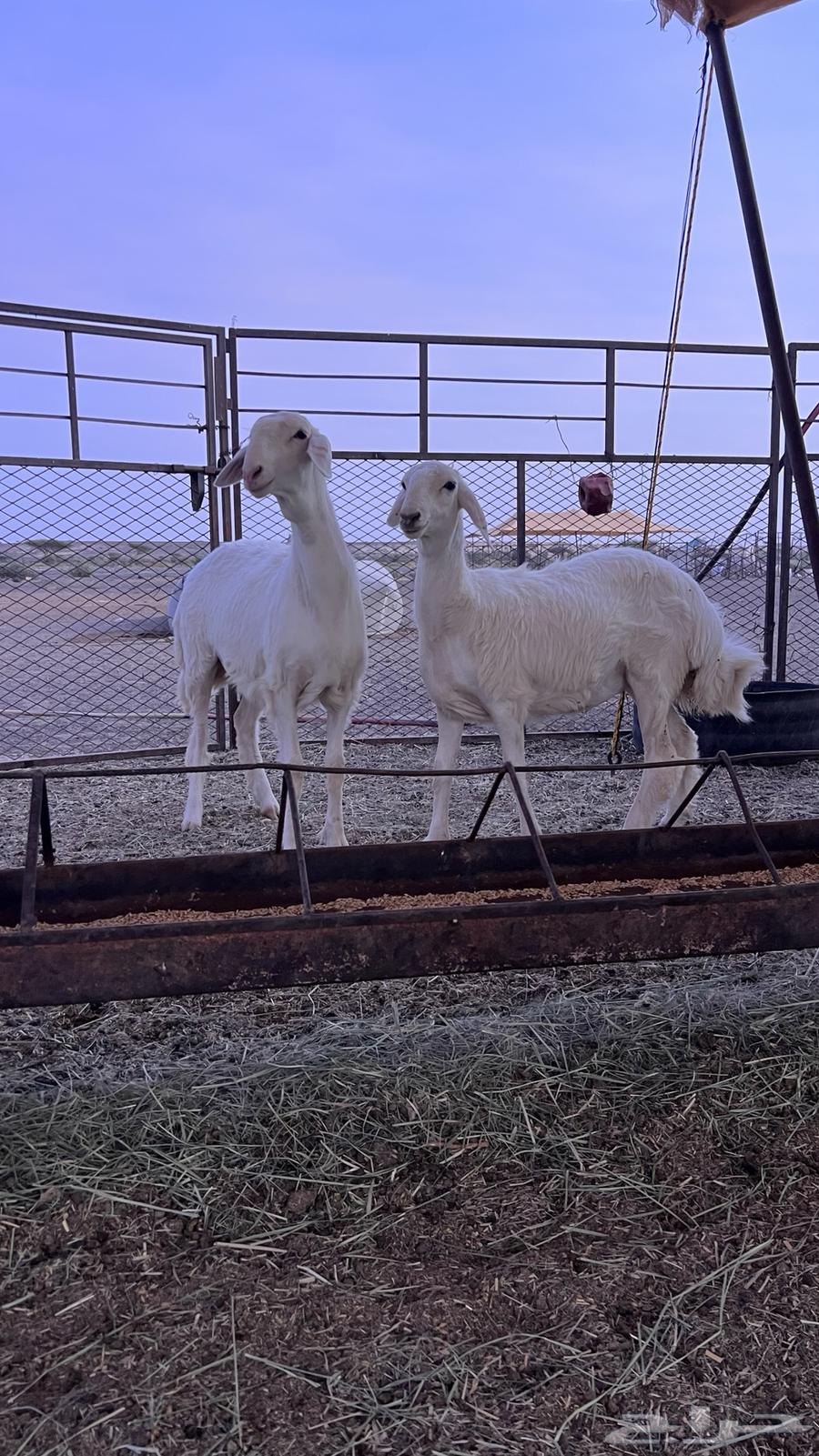 للبيع رخال حريات64515864158081113