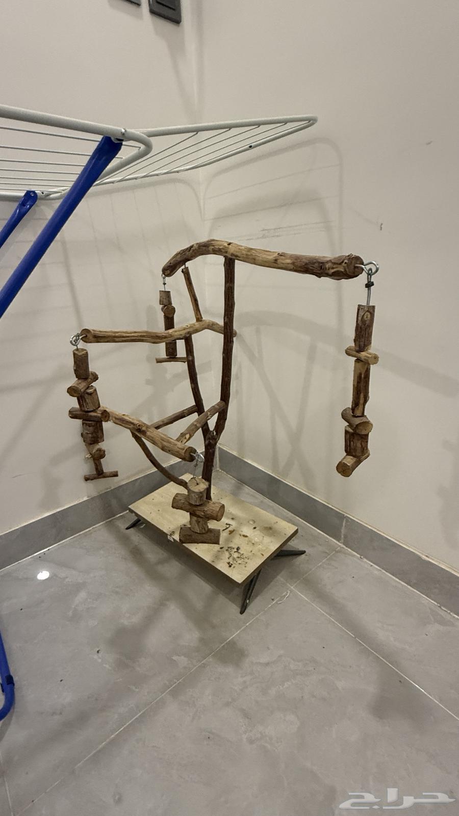 للبيع ببغاء د ر ة هندي (عمر 6 شهور تقريب ا) مع كامل الأغراض64510408619905112