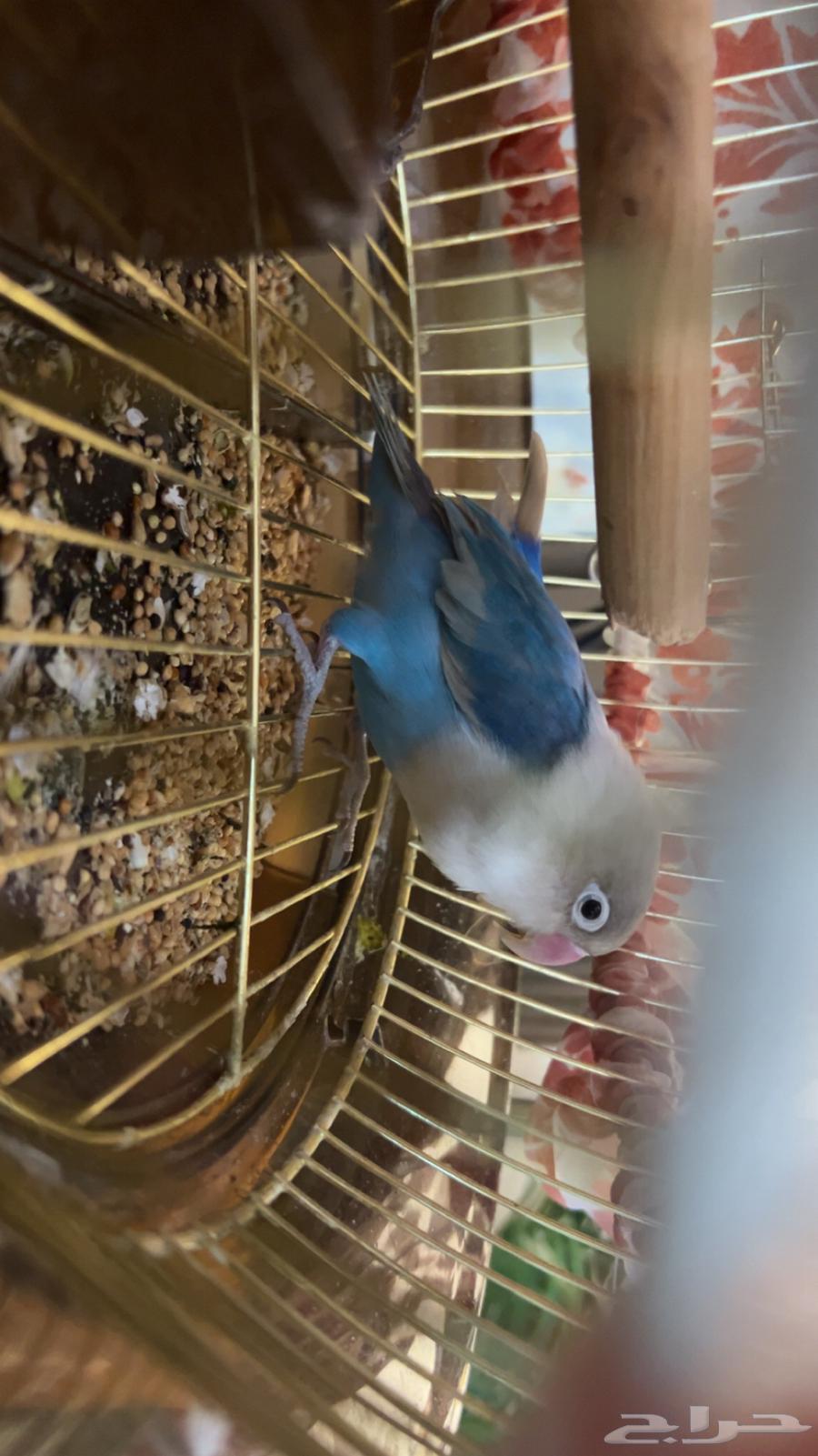 A bird for a nice day mention and nothing in it price 22564507557275521111