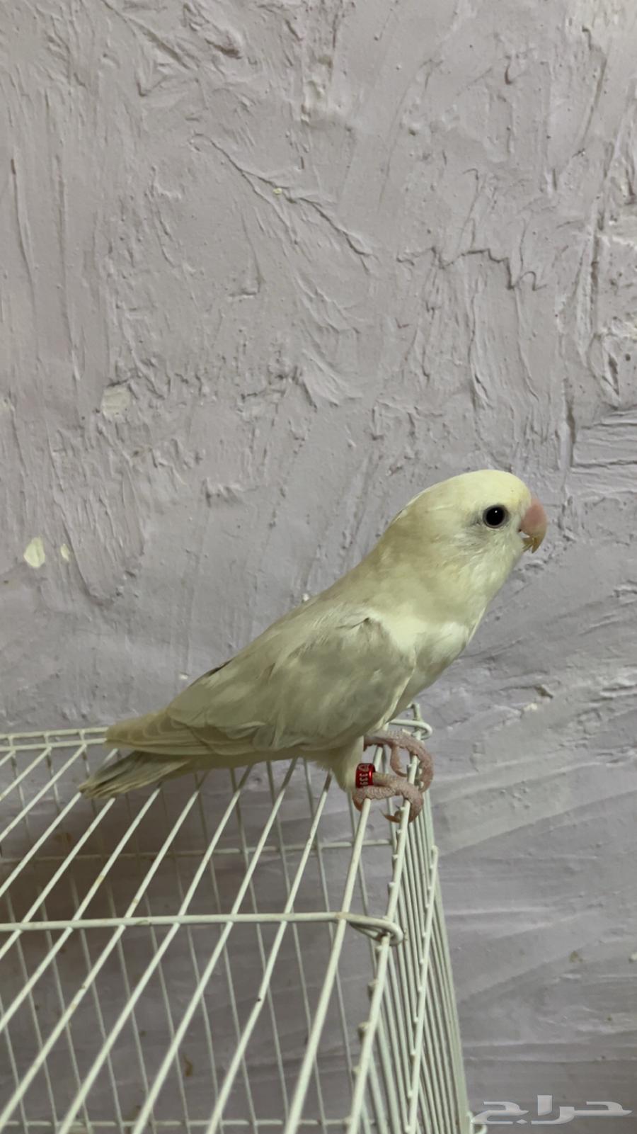 اجوز منتجه صحه ونضافه64508887791491110