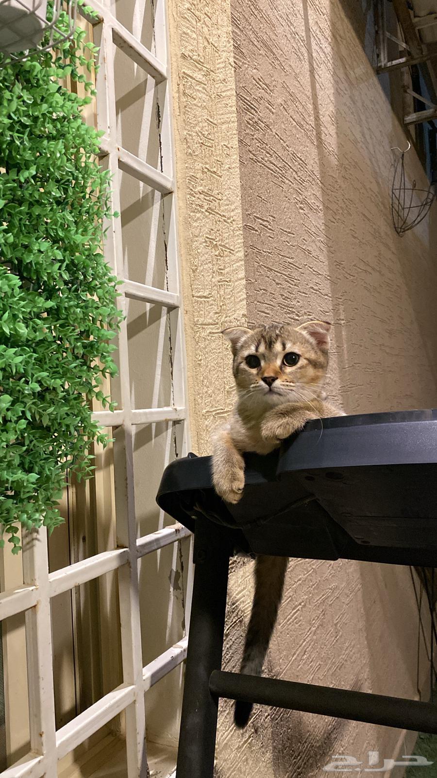 Am Scotch Fold64509152128515113