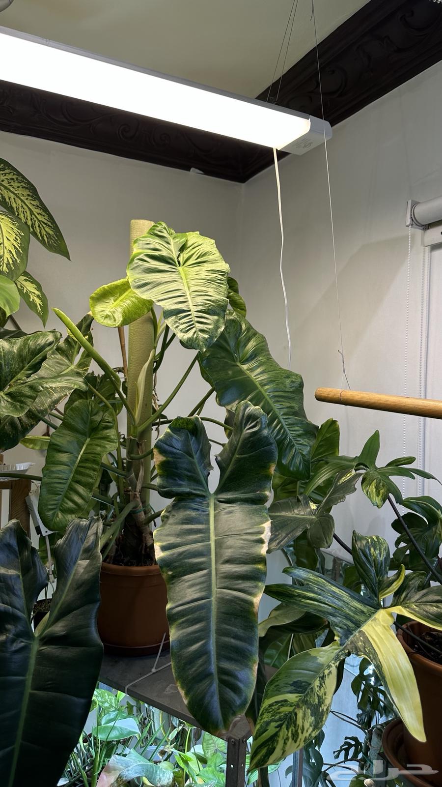 فيلودندرون بريسو  يردي من نوادر النباتات الداخلي64506535103617111