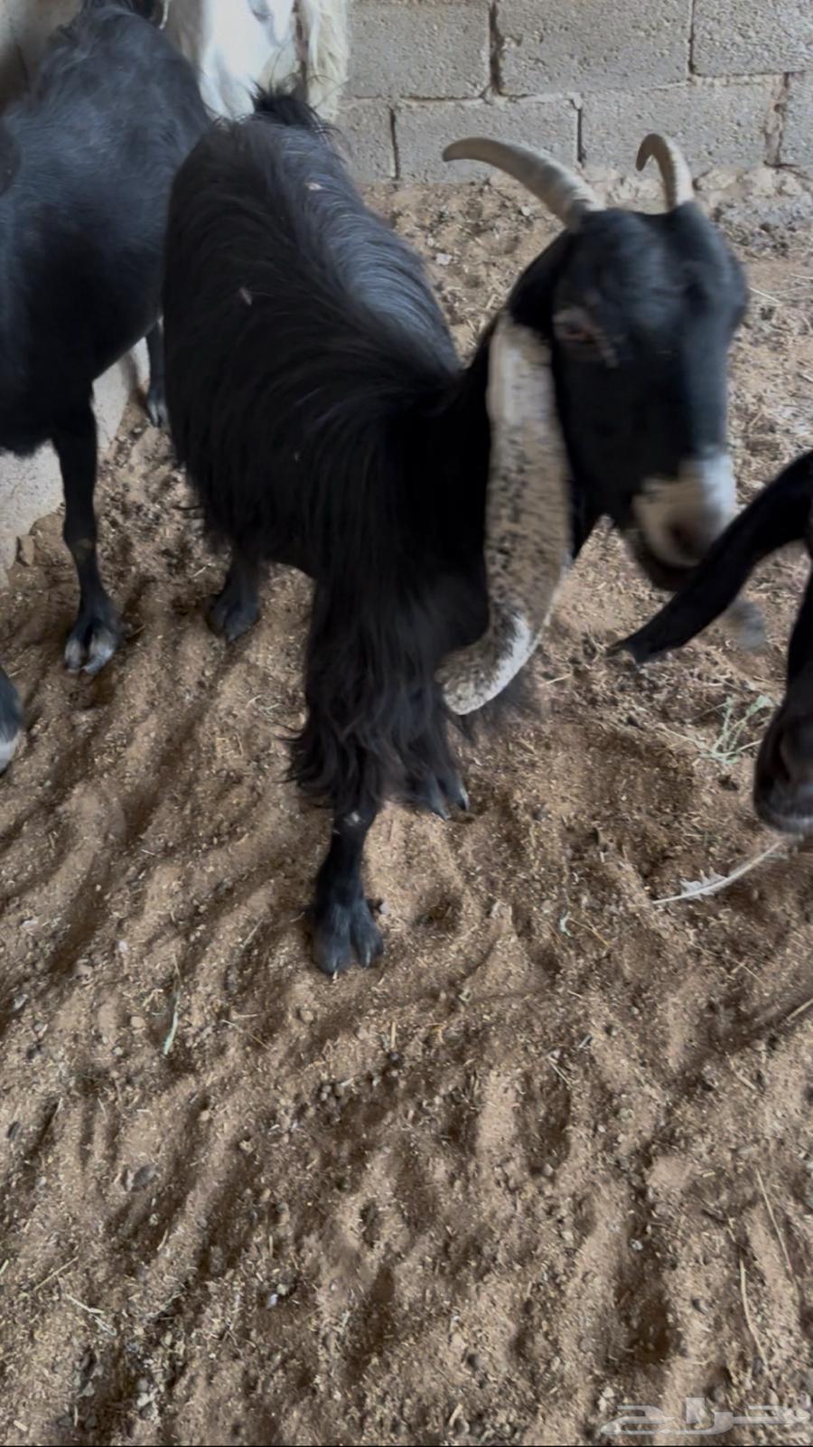 معزا للبيع64510535417602111