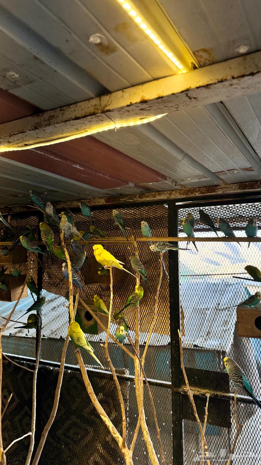 للبيع محمية طيور بادجي64507768113027111