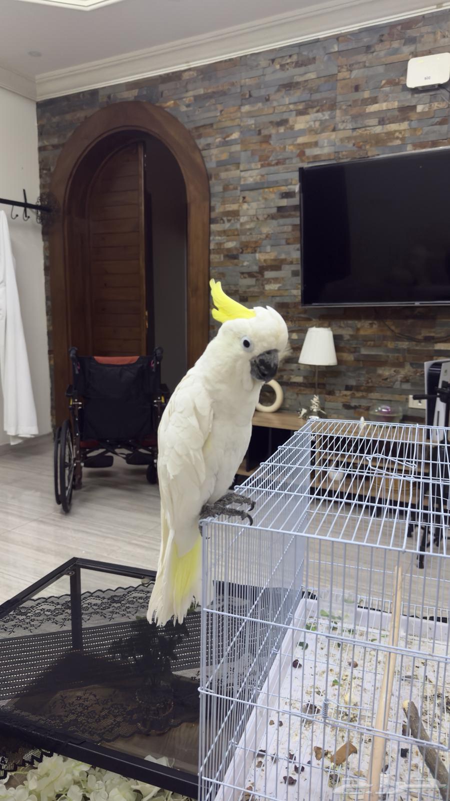 كوكاتو سلفر ( 9شهور ) تم البيععع64506760814723113