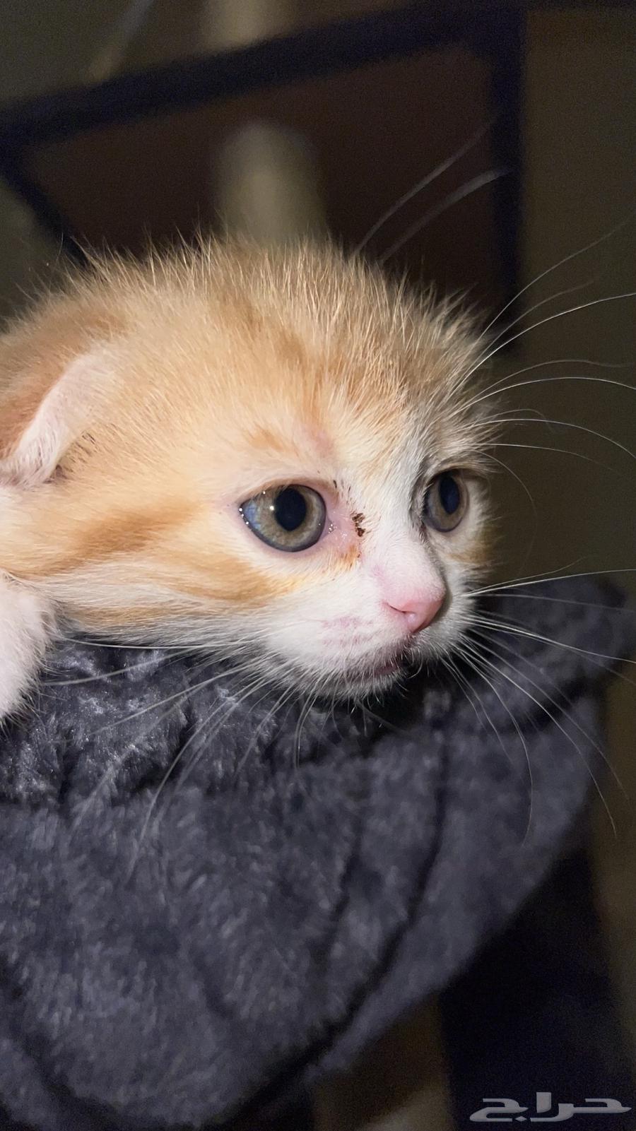 قط سكوتش فولد ذكر للبيع64504983904385113