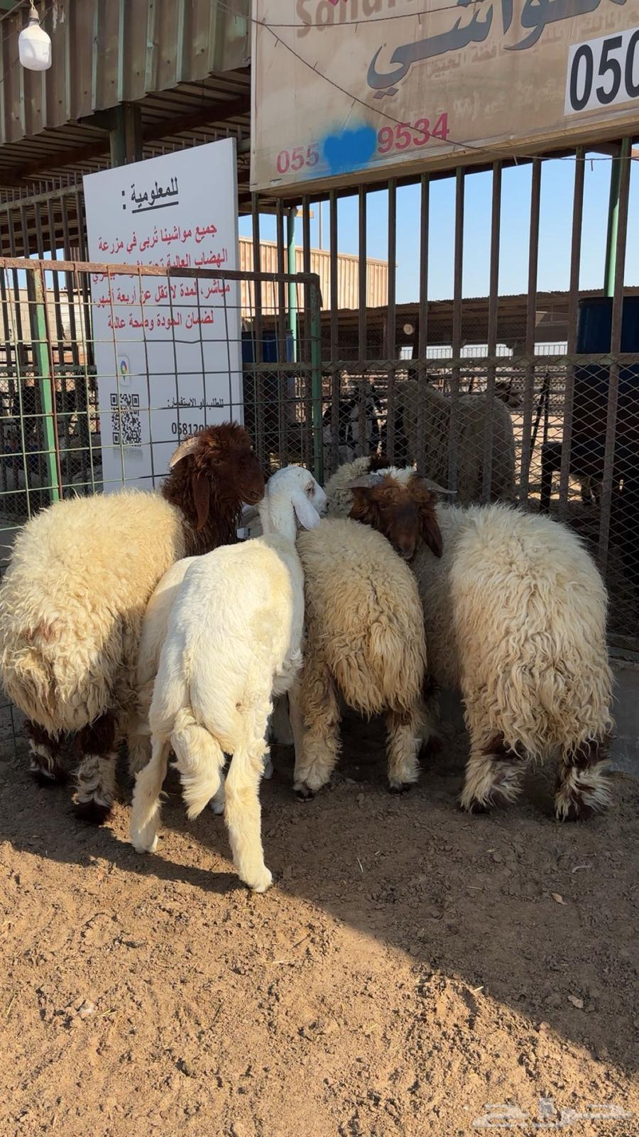 هرافي و جذعان بلدي البلدي64510324227713112