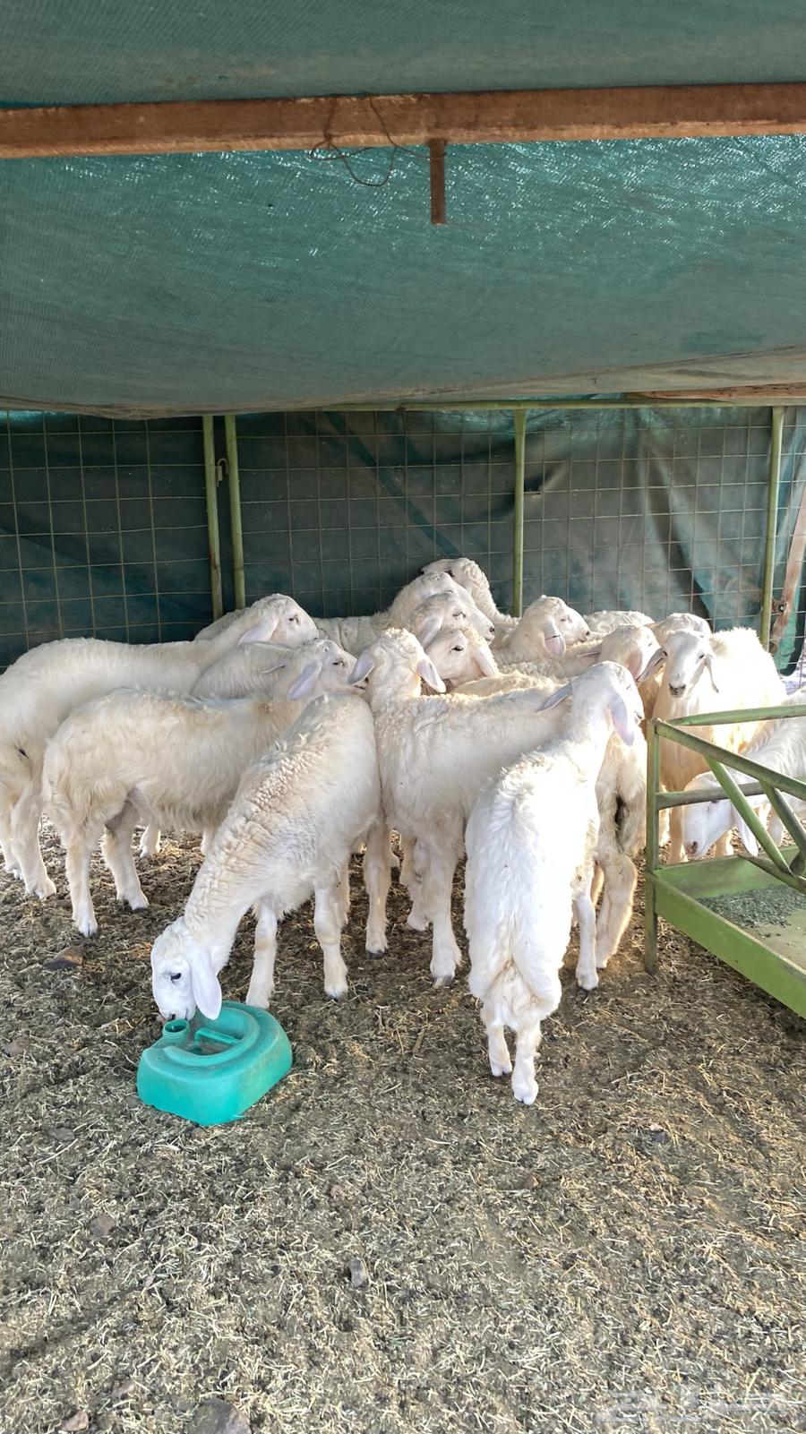 طلين للبيع64484307770243110