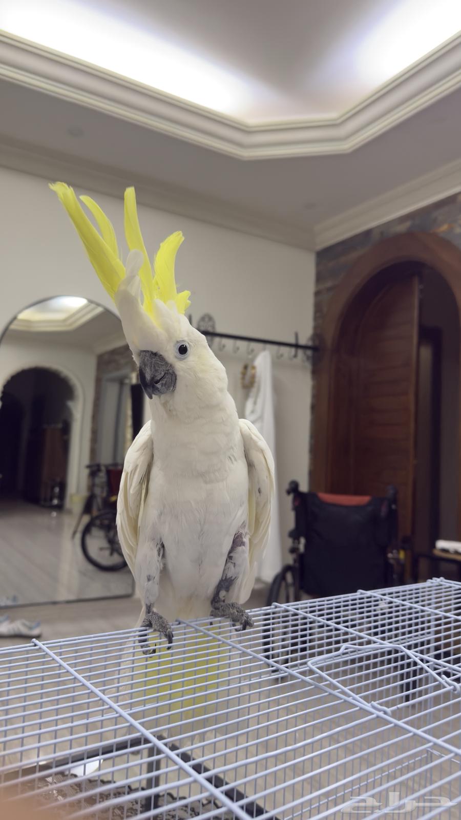 كوكاتو سلفر ( 9شهور ) تم البيععع64506760814723112