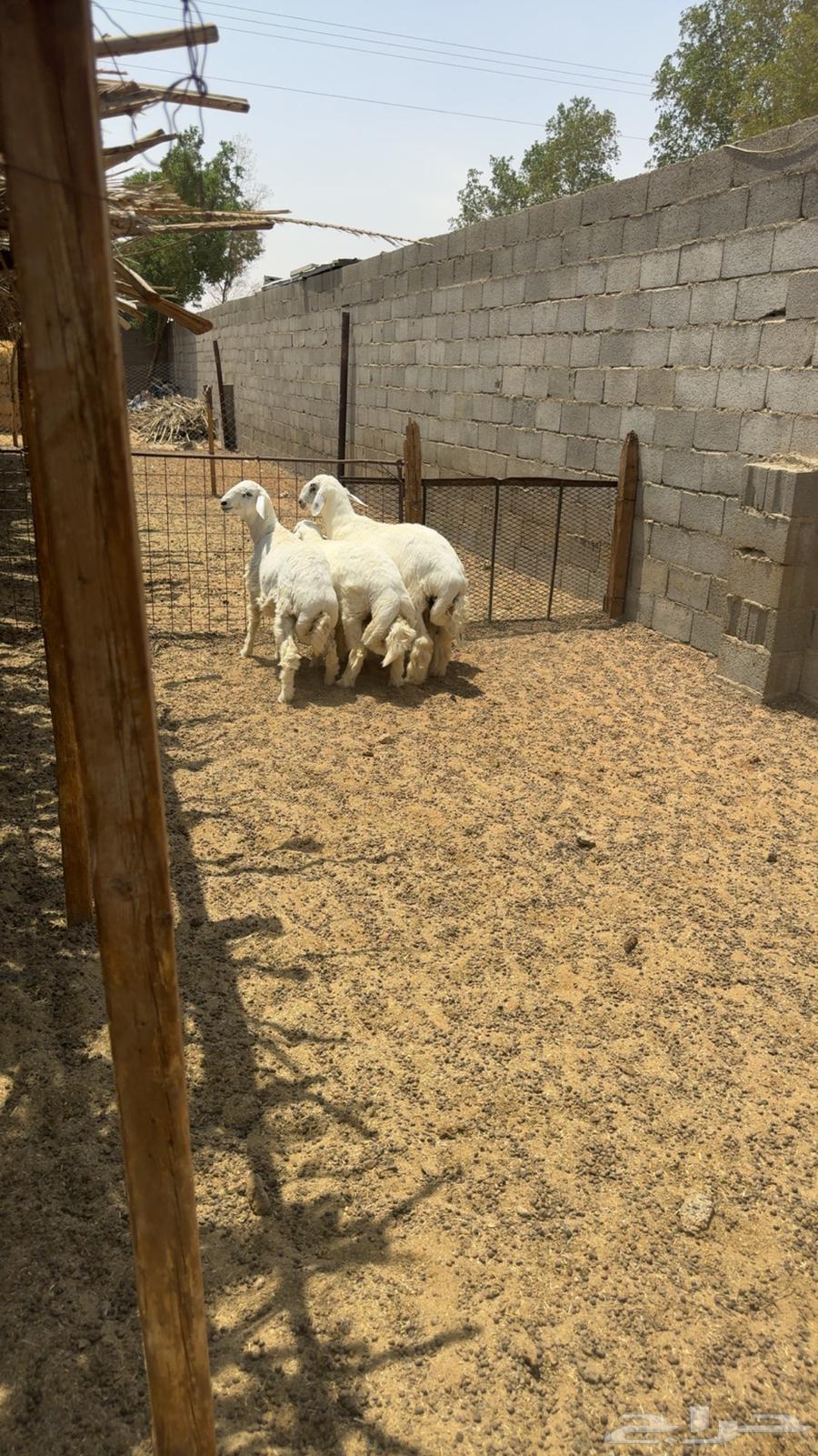 طليان ذبايح طيبه64504983911555111