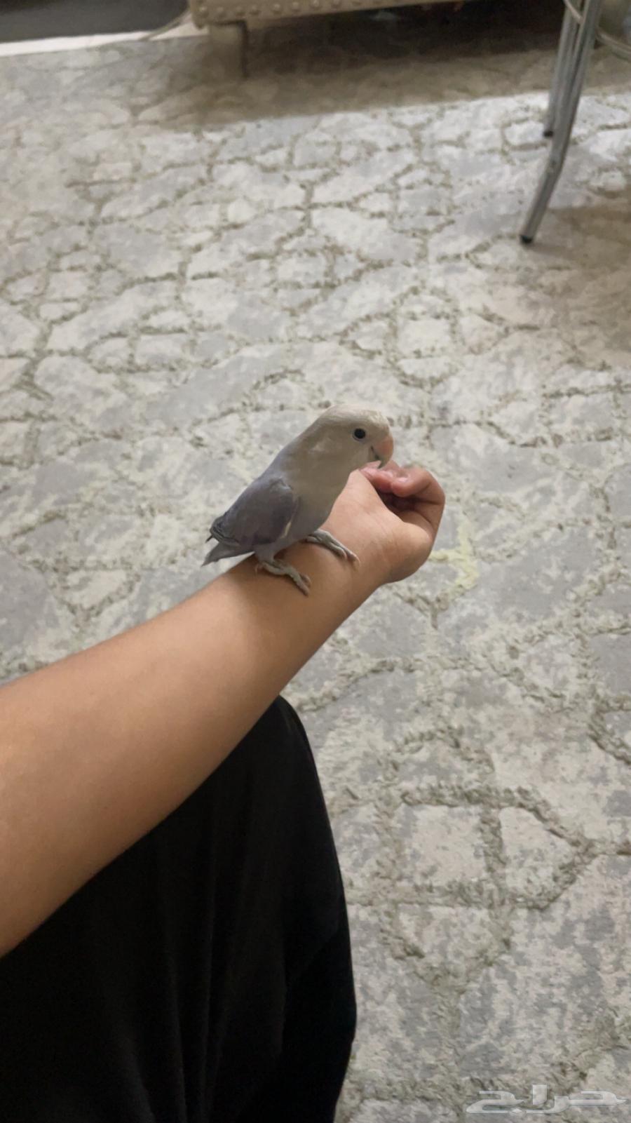 روز أليف أنثى64505370859522112