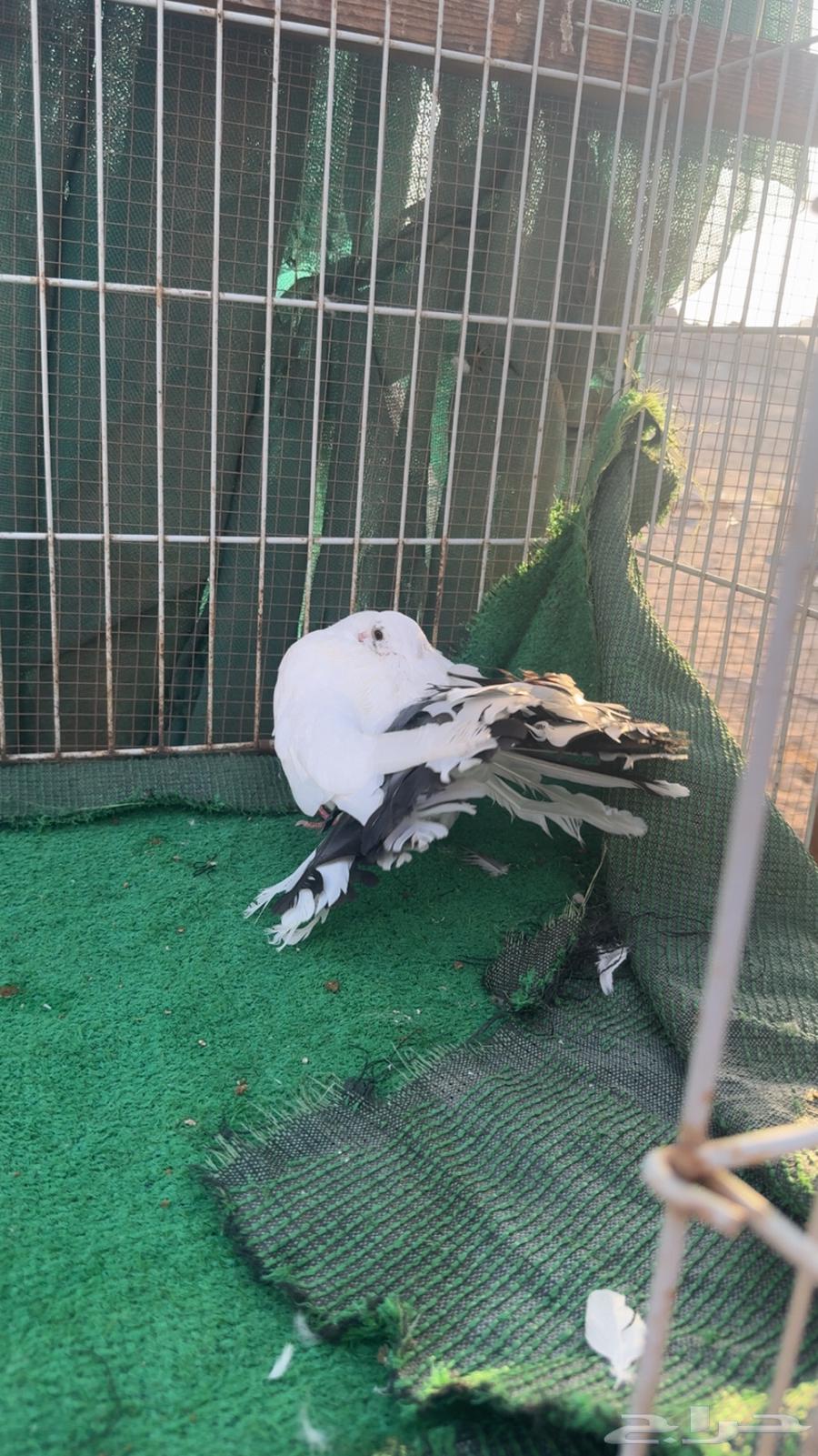 رقاص هولندي فناتيل64504517473794112