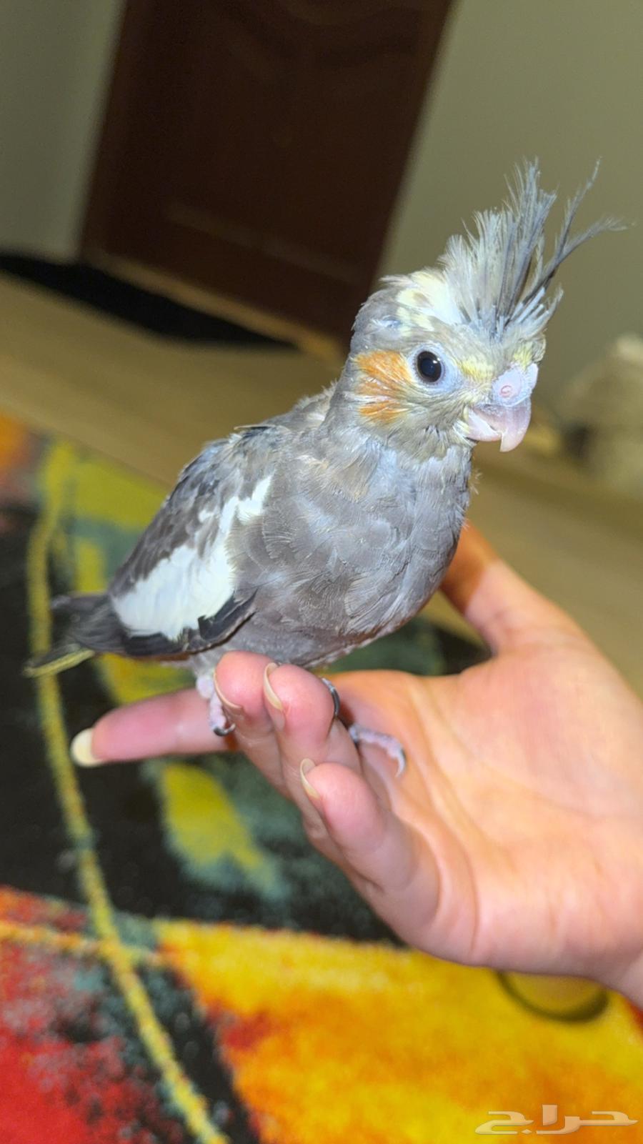 كوكتيل كروان راح لصاحب نصيبه64508845454851110