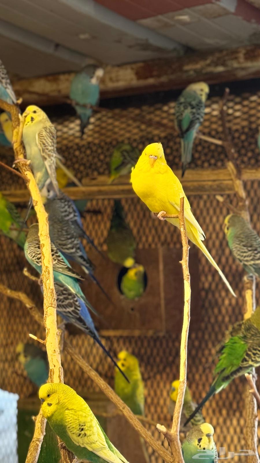 للبيع محمية طيور بادجي64507768113027112