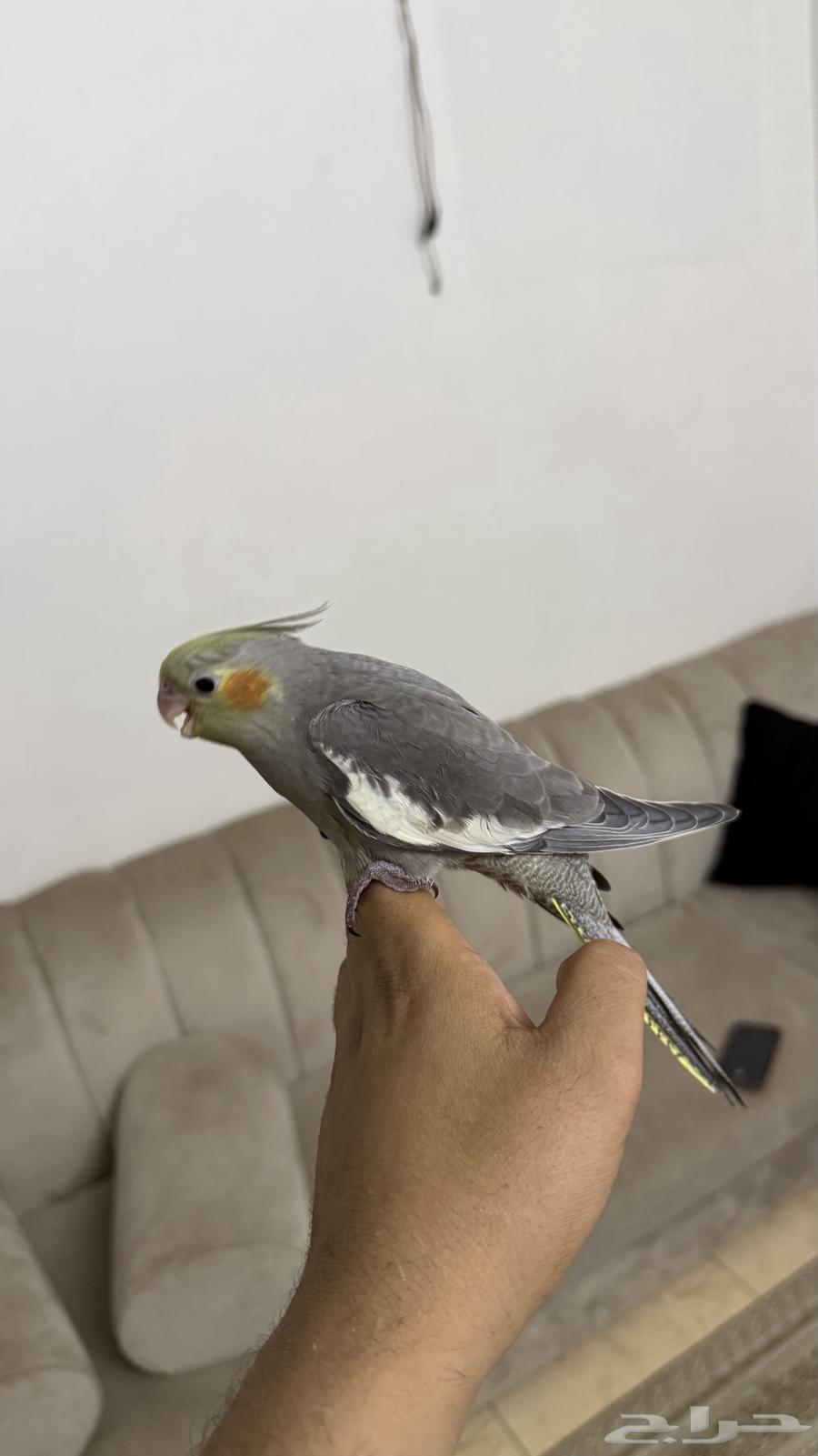 فروخ كروان ( تم البيع)64506746485761111