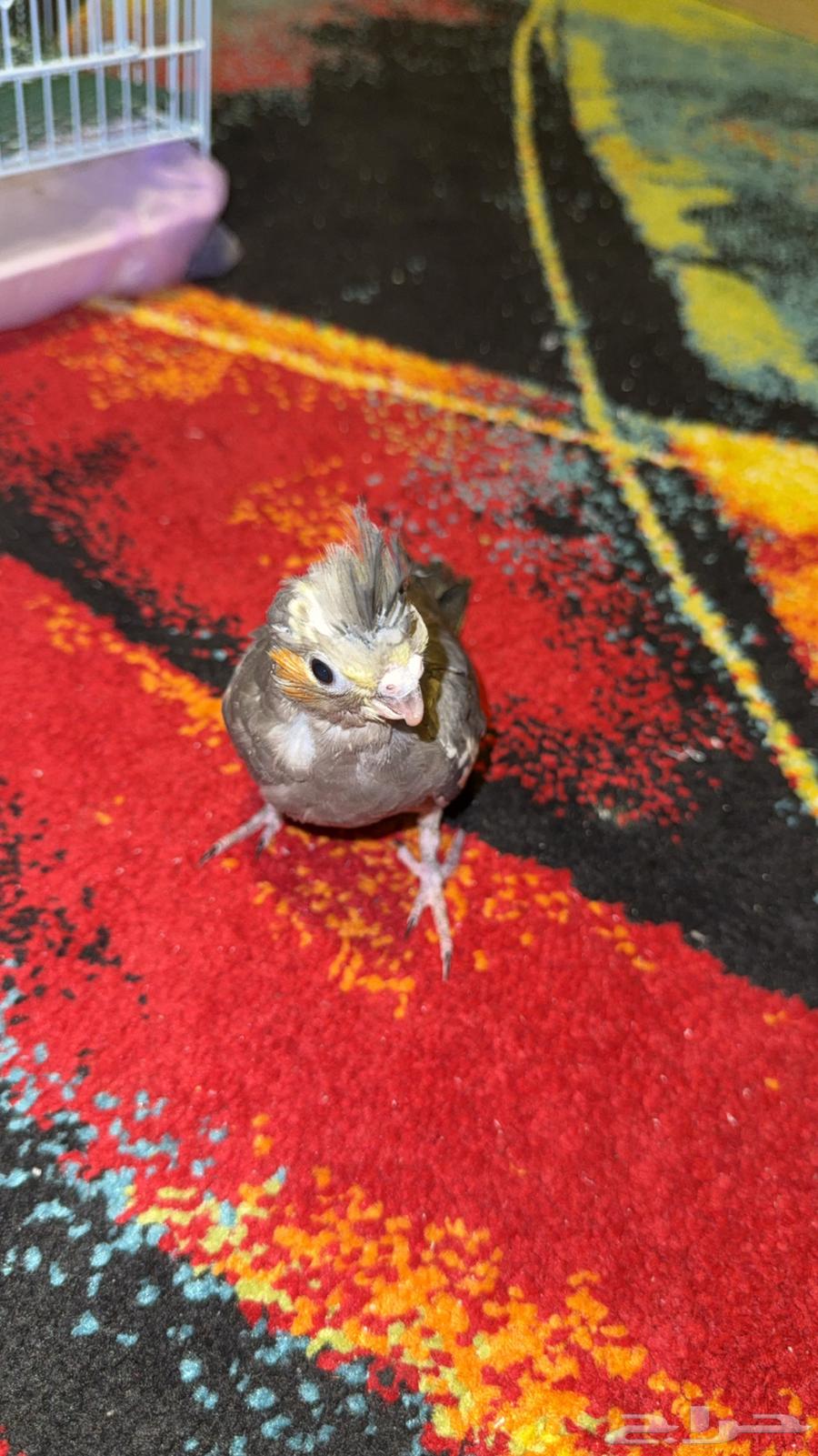 كوكتيل كروان راح لصاحب نصيبه64508845454851112