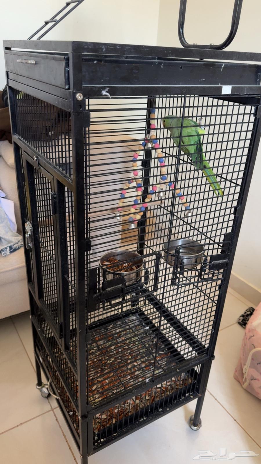 طير ببغاء64509292958978110