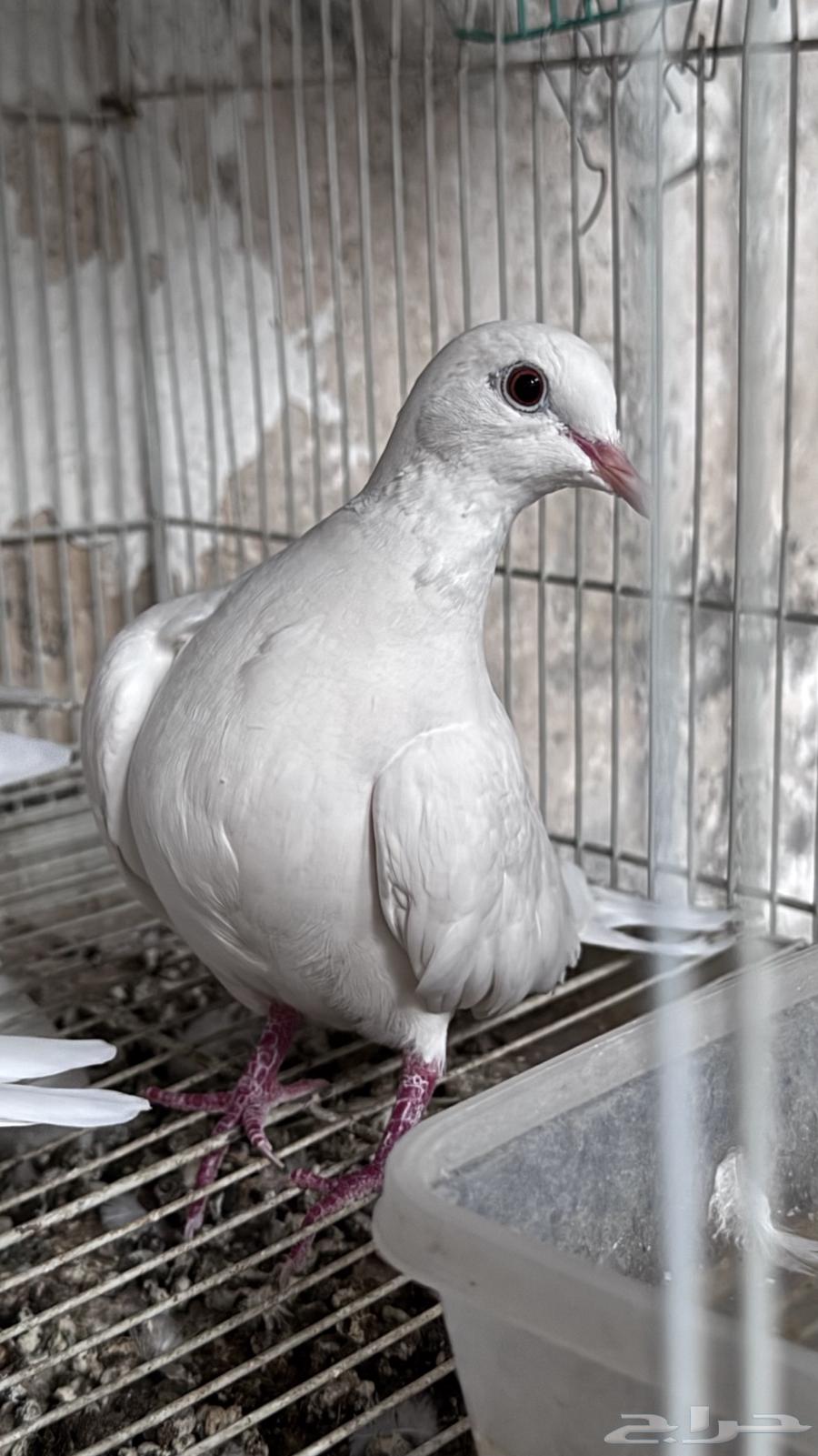 للبيع جوز قمري هولندي مع انتاجة64507949653633113