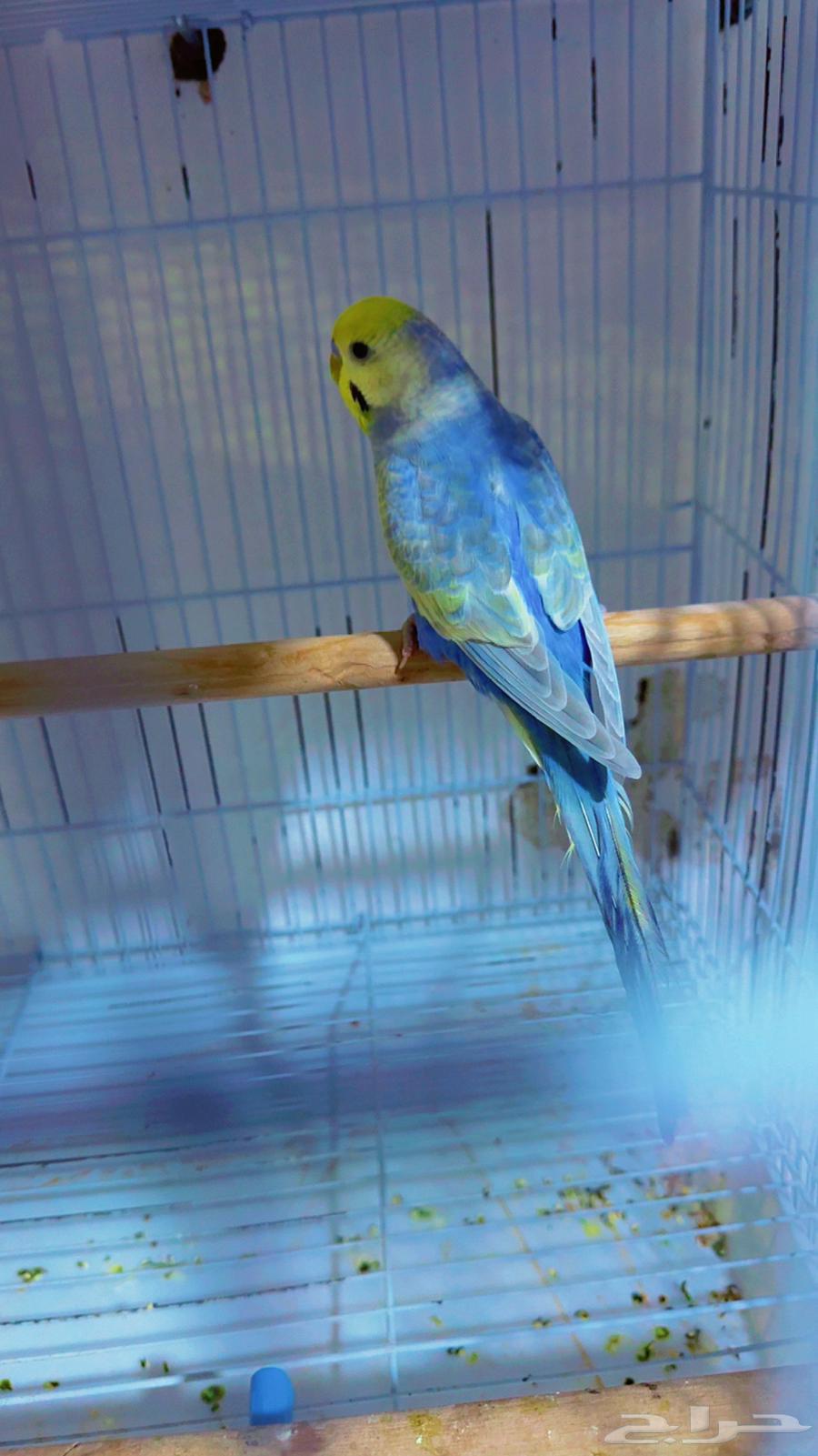 زوج بادجي رينبو64509363750914112