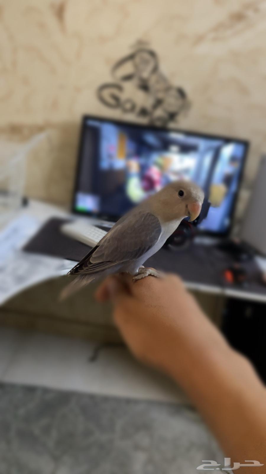 روز أليف أنثى64505370859522113