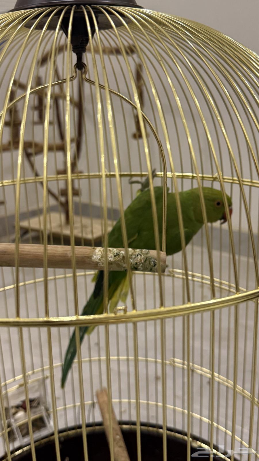 للبيع ببغاء د ر ة هندي (عمر 6 شهور تقريب ا) مع كامل الأغراض64510408619905110